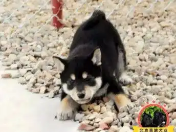  图颜值一级棒小柴犬萌表情包你需要的哦天津宠物狗