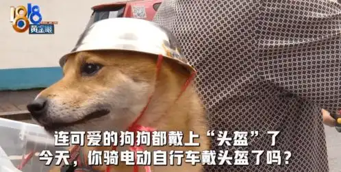  笑喷大爷骑车给狗子戴自制头盔,网友铁帽子汪表情包安排