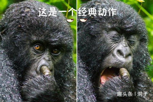  搞笑动态趣图gif表情告诉我他很满足