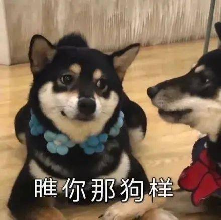  明天周六,你还要上班丨第308期喵表情包