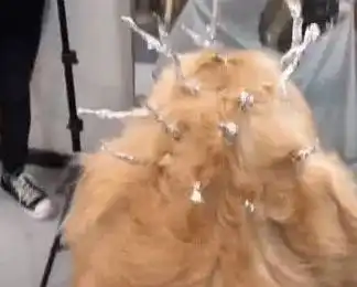  金毛被带去做锡纸烫,坐在镜子前的它表情逐渐呆滞这是啥造型