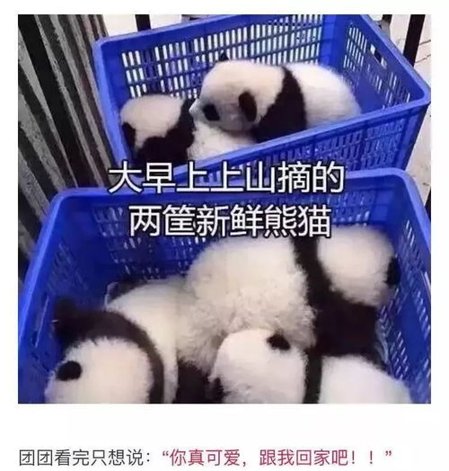  你真可爱,跟我回家吧