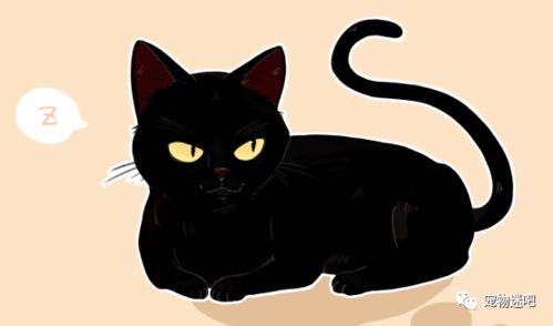  猫中的小仙女布偶猫,我不只是贵,还拥有如狗般热情