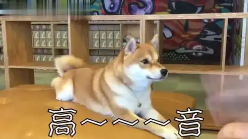  分享一只可以来回切换高低音的聪明柴犬