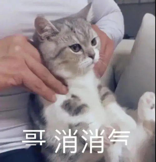  不乖,炖了你哦丨第135期喵表情