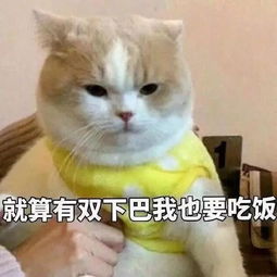 活捉表情包没有你