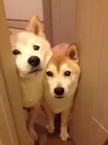  超级走心的狗狗素食食谱指南
