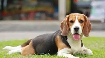  外表蠢萌颜值高的比格犬,却表里不一,比哈士奇还能闹腾
