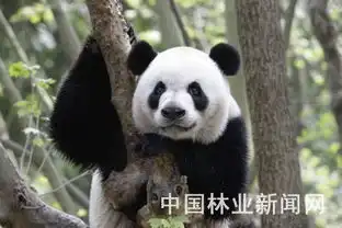 中央政府再次赠送澳门大熊猫