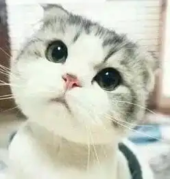  求次此猫表情包