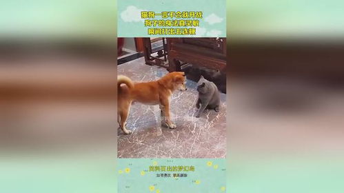  猫狗一言不合就开战,狗子的身法真灵敏,瞬间打出五连鞭