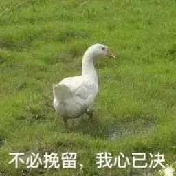  表情包来不及了来不及了