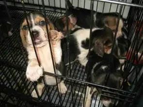  哪里出售极品比格猎犬纯种比格猎犬最便宜多少钱一只