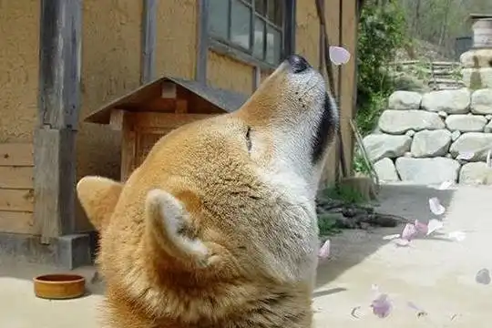 柴犬斜眼表情包这只