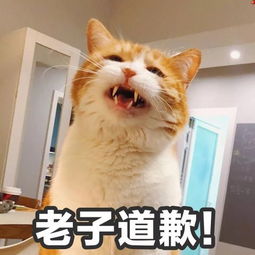  一组萌萌哒小猫咪表情包