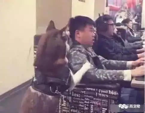  带着哈士奇去网吧打游戏,主人赢了后,二哈表情兴奋了