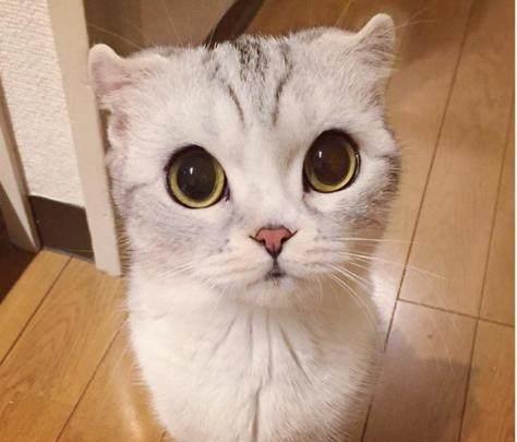  萌化的猫,竟然还会摸头杀