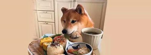 呆萌柴犬陪主人吃饭,表情可爱火爆ins,网友真让人羡慕 呆萌柴犬陪主人吃饭,表情可爱火爆ins,网友真让人羡慕