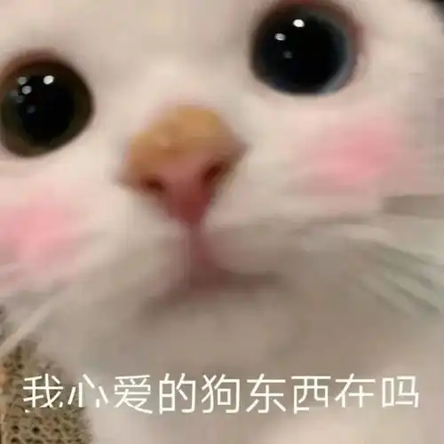  可爱猫猫治愈怼天地蜜汁表情包
