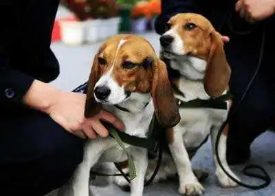  比格拥有这些特点,太适合做检疫犬了主人都感到骄傲
