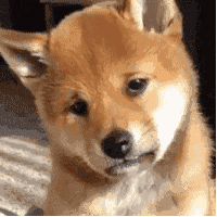 柴犬荡秋千表情包gif离