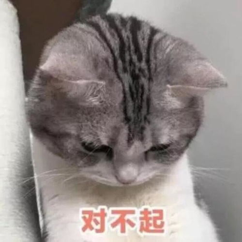  看了让人心软的认错表情包你再不理我,你将失去我这个小可爱
