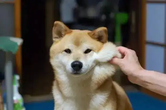 柴犬斜眼表情包红娘