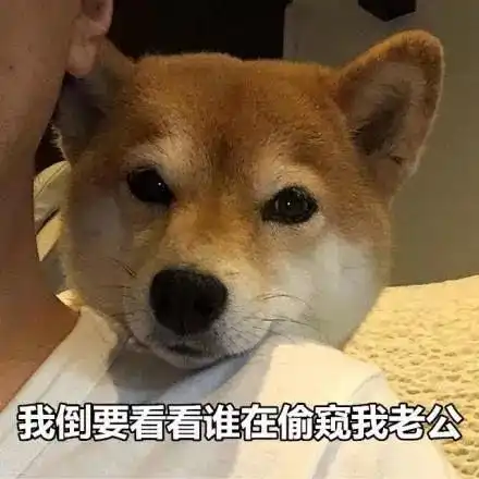 柴犬斜眼表情包狗头