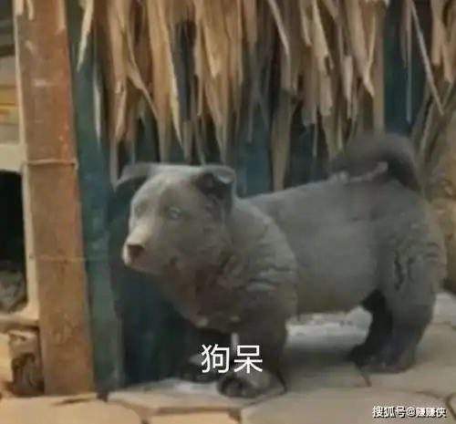  热门表情包图片哥哥,你在干嘛呀,狗呆