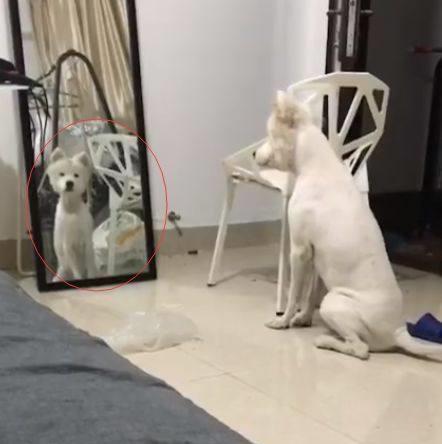 狗脸贴镜子狰狞表情包