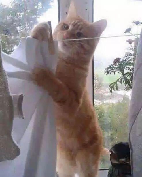  搞笑gif这猫咪也是操碎了心,一天天干不完的活