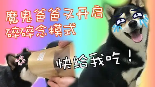  魔鬼爸爸又来了黑柴快给我吃