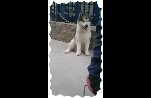  记录把我炸黑了,赔,哼表情包小可爱已上线