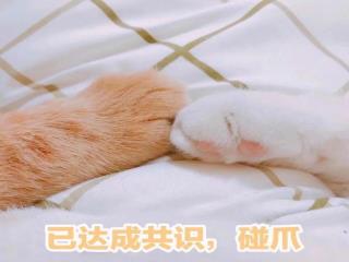  直播之教导全人类