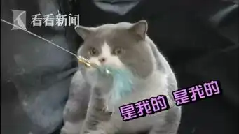  视频选美不如睡觉猫主子齐聚展会表情高冷就不让你撸