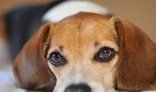  比格猎犬智商排名,聪明的比格犬为什么很少人养