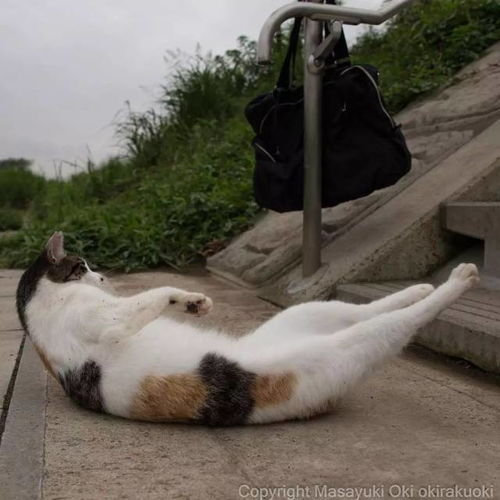  猫事打滚撒娇伸懒腰,这个摄影师拍街猫每张都能做成表情包