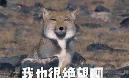  最搞笑的四种动物,你知道哪些