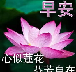  清晨群发的早上好图片动态的带鲜花温馨早上好动态表情图片