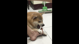  主人强迫柴犬闻自己的脚臭,柴犬的表情亮了
