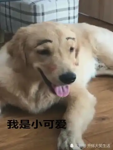 搞笑道歉表情两只