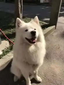  每个表情都自带故事汪星人萌照征集,赢iphonex的机会你都不要