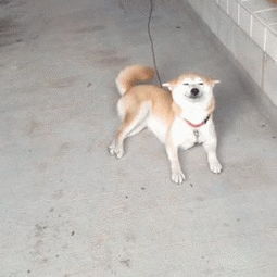  柴犬就是个行走的表情包