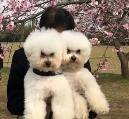  妈抱vs爸抱表情大不同,秒变脸伤了爸的心