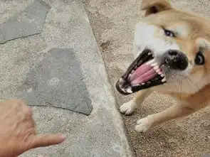  精神污染界神物,洗脑大法还是柴犬好