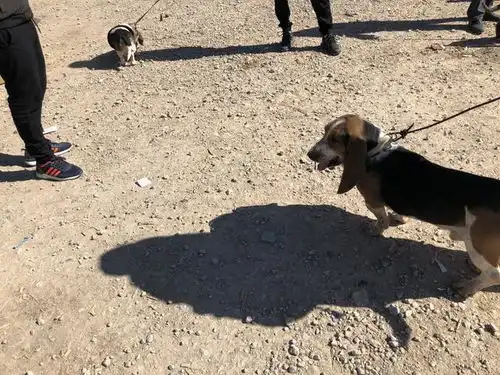  男子拉着一只比格猎犬在狗市游走,却因品相不好无人购买