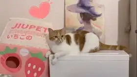  坏人为什么要吵醒小猫咪