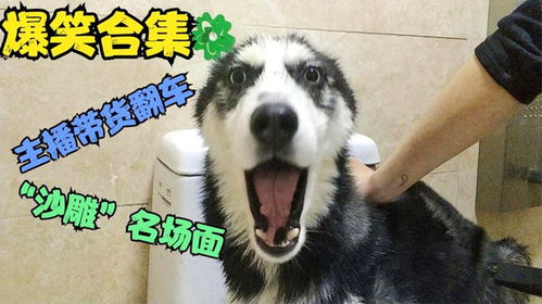  爆笑合集盘点主播带货翻车现场最后一个真的没忍住笑出声