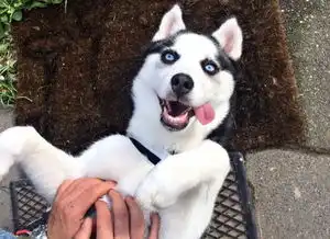  二哈我不犯二,不拆家跟咸鱼有什么区别