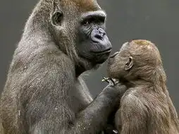  猩猩会懂婴儿语与猩猩宝宝沟通